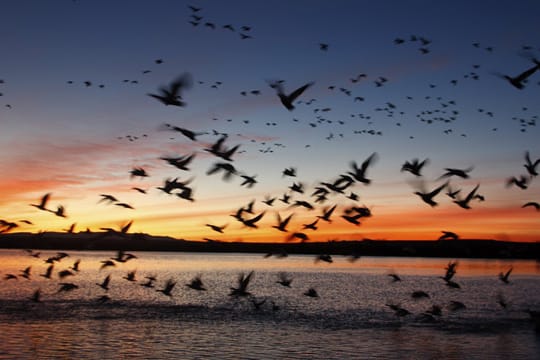 In der kalten Jahreszeit zieht es viele Vögel wieder ins Warme