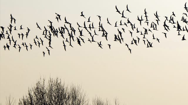 Zugvögel finden jedes Jahr aufs Neue ihren Weg