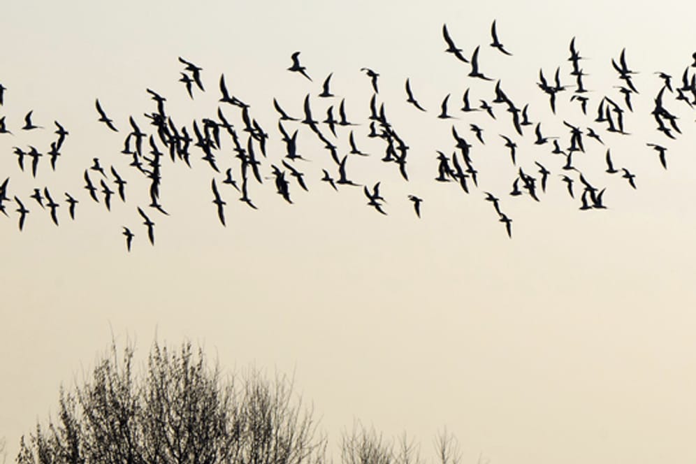 Zugvögel finden jedes Jahr aufs Neue ihren Weg