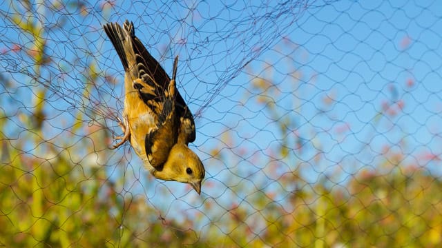 Viele Vögel werden in Netzen gefangen und verkauft