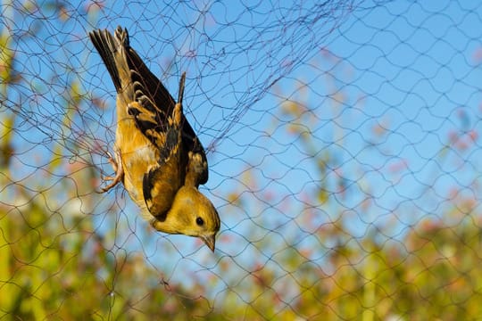 Viele Vögel werden in Netzen gefangen und verkauft