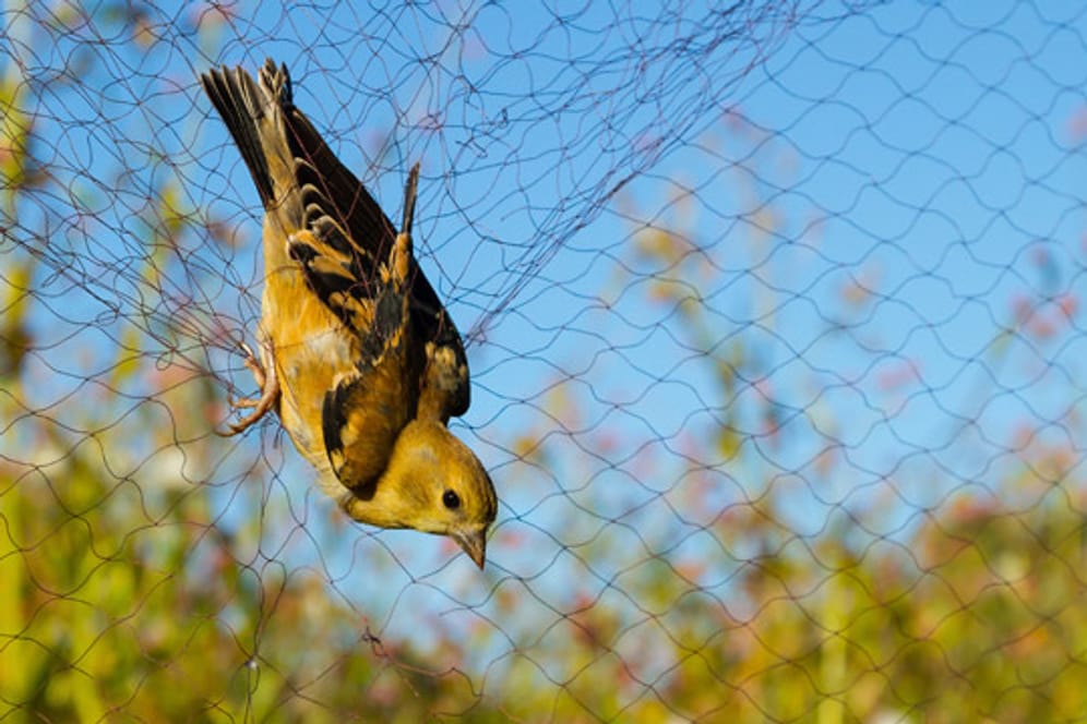 Viele Vögel werden in Netzen gefangen und verkauft