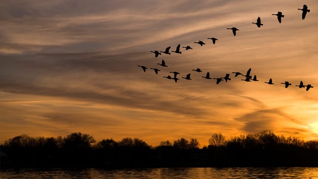 Bei der V-Formation hat der Vogel an der Spitze die anstrengendste Position