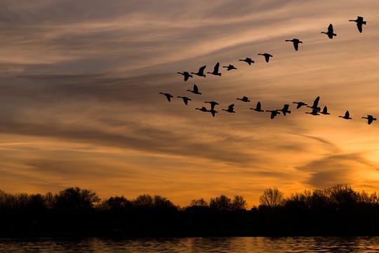 Bei der V-Formation hat der Vogel an der Spitze die anstrengendste Position