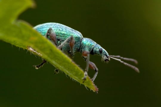 Die Farbe des Grünrüsslers kann sich unterscheiden