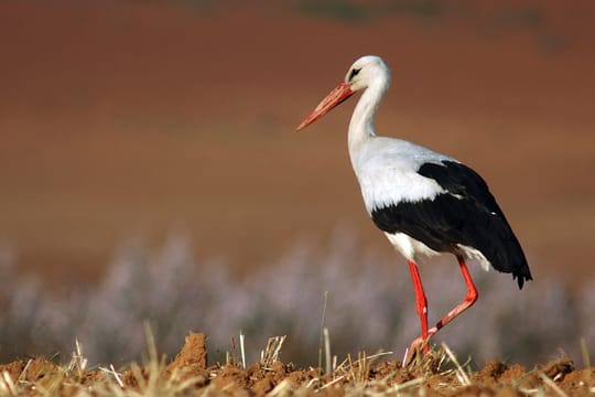 Der Weißstorch ist einer der bekanntesten Zugvögel