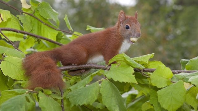 Eichhörnchen sind begnadete Akrobaten - selbst kopfüber bereitet das Klettern ihnen keine Schwierigkeiten