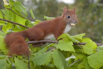 Eichhörnchen sind begnadete Akrobaten - selbst kopfüber bereitet das Klettern ihnen keine Schwierigkeiten