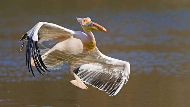 Imposante Erscheinung und dank Leichtbauweise ein eleganter Segelflieger: Der Rosapelikan