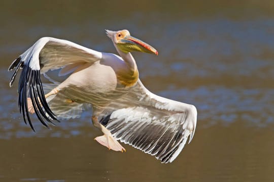 Imposante Erscheinung und dank Leichtbauweise ein eleganter Segelflieger: Der Rosapelikan