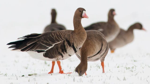 Wildgänse zieht es im Winter in mildere Klimazonen