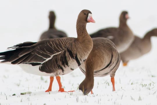 Wildgänse zieht es im Winter in mildere Klimazonen