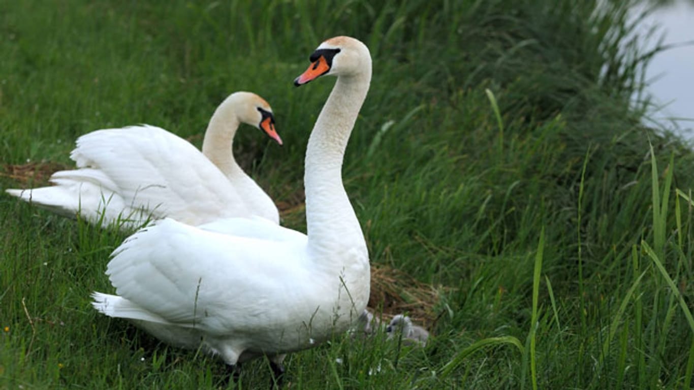 Der größte und schwerste Schwimmvogel weit und breit: Der Höckerschwan