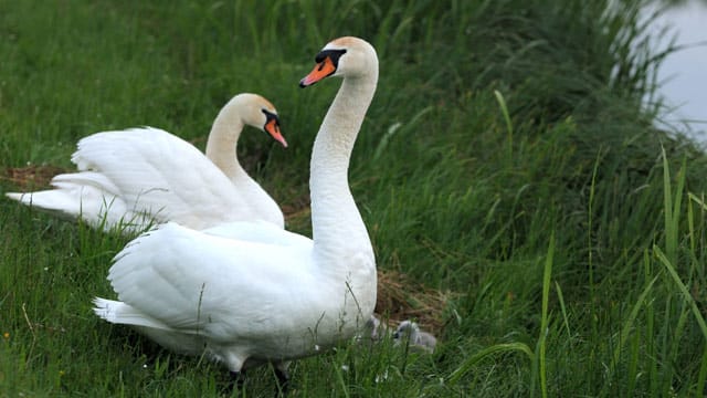 Der größte und schwerste Schwimmvogel weit und breit: Der Höckerschwan