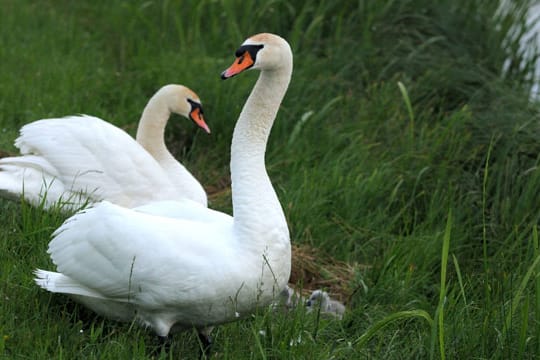 Der größte und schwerste Schwimmvogel weit und breit: Der Höckerschwan