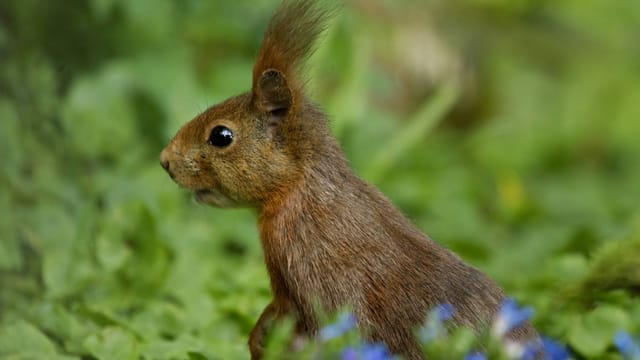 Eichhörnchen haben sehr gute Augen