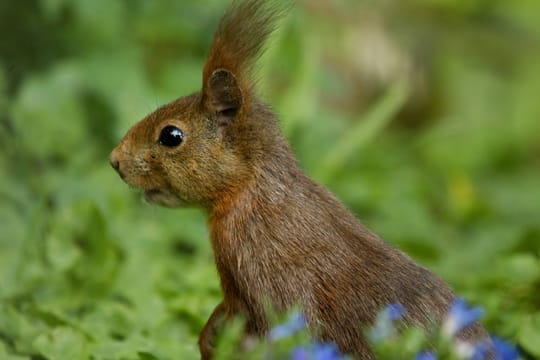 Eichhörnchen haben sehr gute Augen