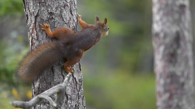 Zum Paarungsritual gehört eine Verfolgungsjagd durch die Bäume