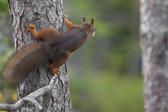 Zum Paarungsritual gehört eine Verfolgungsjagd durch die Bäume