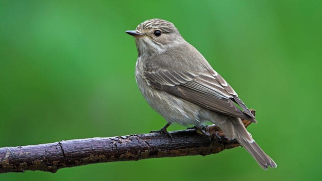 Kein Spatz, sondern ein Grauschnäpper: Der Zugvogel taucht auch in Städten auf, vor allem in Parks und Gärten