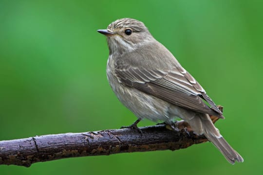 Kein Spatz, sondern ein Grauschnäpper: Der Zugvogel taucht auch in Städten auf, vor allem in Parks und Gärten