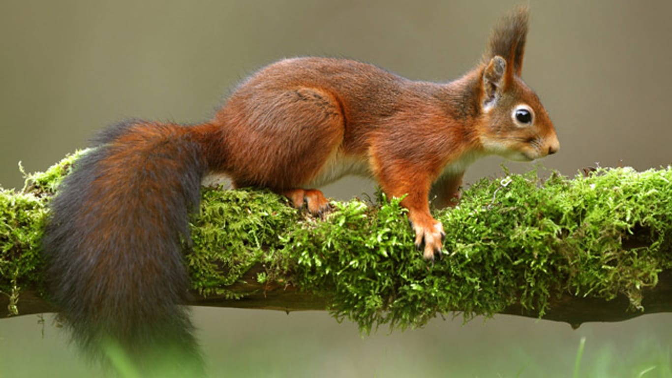 Eichhörnchen gehören zu den besonders geschützten Arten