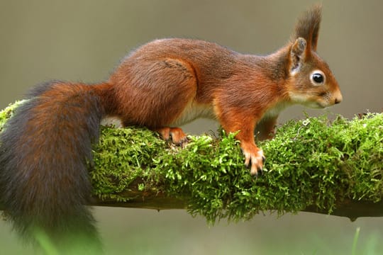 Eichhörnchen gehören zu den besonders geschützten Arten