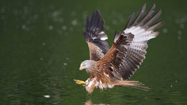 Fische zählen zum Beuteschema eines Rotmilans