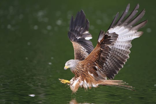 Fische zählen zum Beuteschema eines Rotmilans