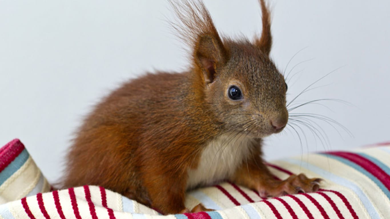 Informieren Sie sich über Bedürfnisse und Lebensweisen bevor Sie sich ein Eichhörnchen kaufen