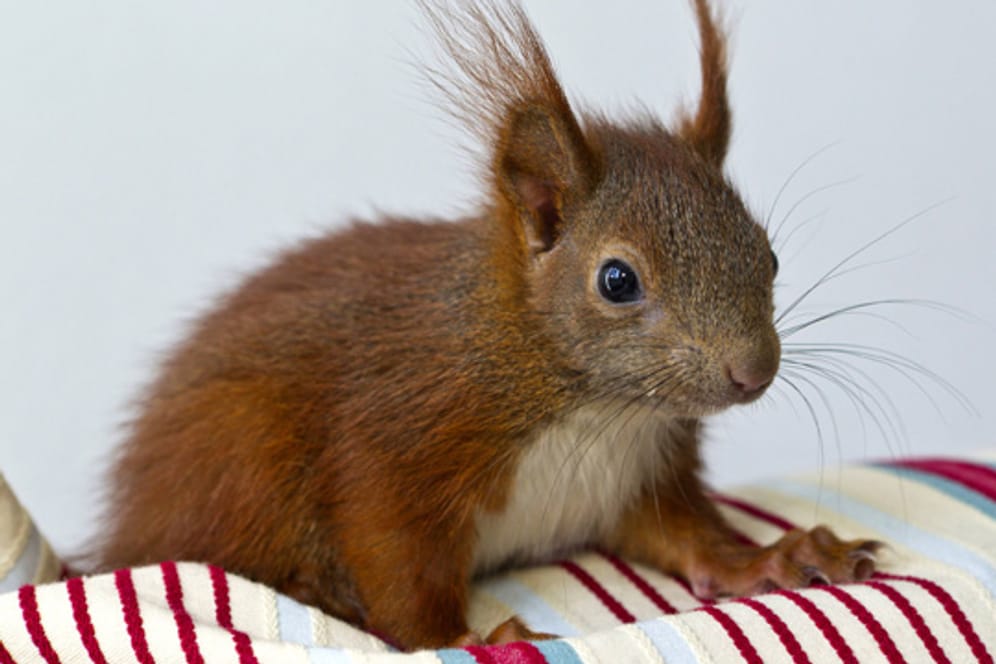 Informieren Sie sich über Bedürfnisse und Lebensweisen bevor Sie sich ein Eichhörnchen kaufen