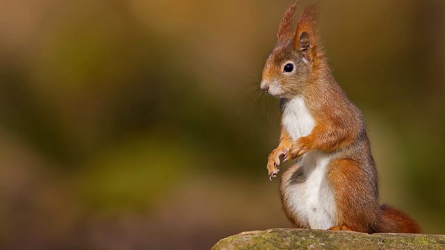 Den weiß gefärbten Bauch tragen alle europäischen Eichhörnchen