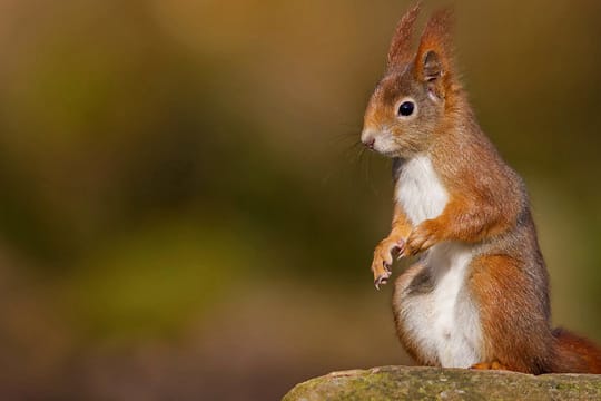 Den weiß gefärbten Bauch tragen alle europäischen Eichhörnchen