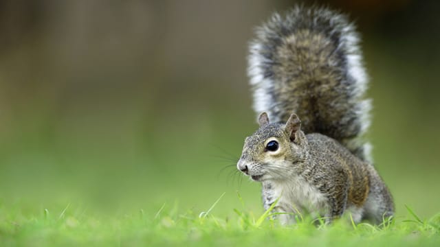 In Deutschland gibt es noch keine Grauhörnchen