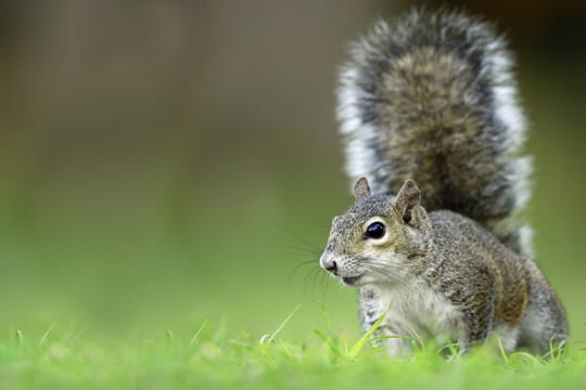 In Deutschland gibt es noch keine Grauhörnchen