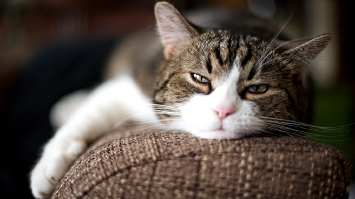 Unsauber: Auch Katzen können unter seelischem Stress leiden.
