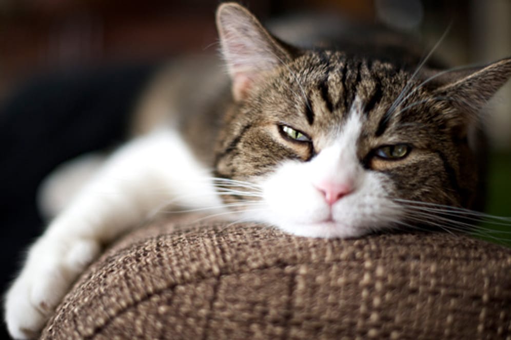Unsauber: Auch Katzen können unter seelischem Stress leiden.