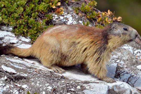 Murmeltiere gehören zu den tagaktiven Säugetieren