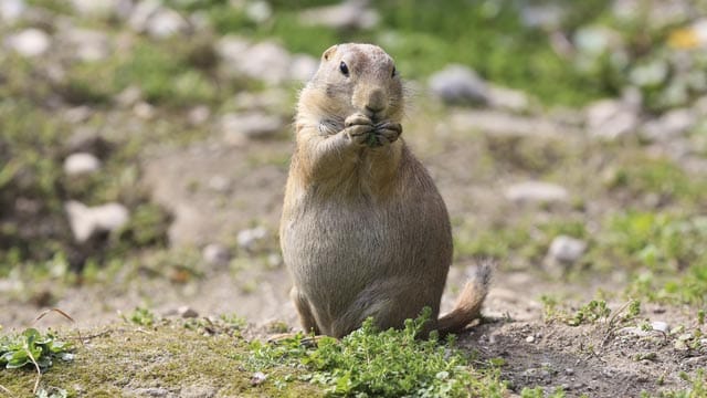 Präriehunde gehören zu der Gattung der Erdhörnchen