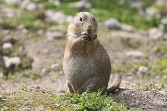 Präriehunde gehören zu der Gattung der Erdhörnchen