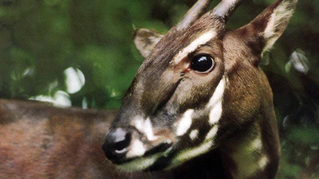 Die Saola zählen zu den am stärksten bedrohten Säugetieren der Erde