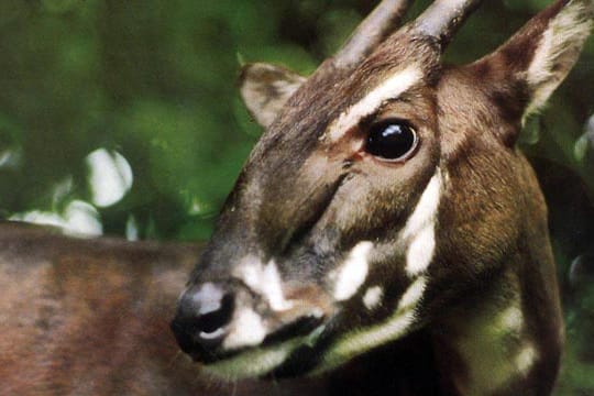 Die Saola zählen zu den am stärksten bedrohten Säugetieren der Erde