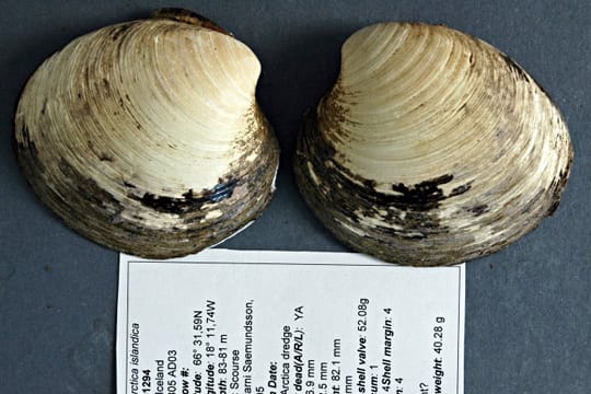 Die Muschel Ming lebte 507 Jahre. Dann wurde sie von Wissenschaftlern eingefroren.