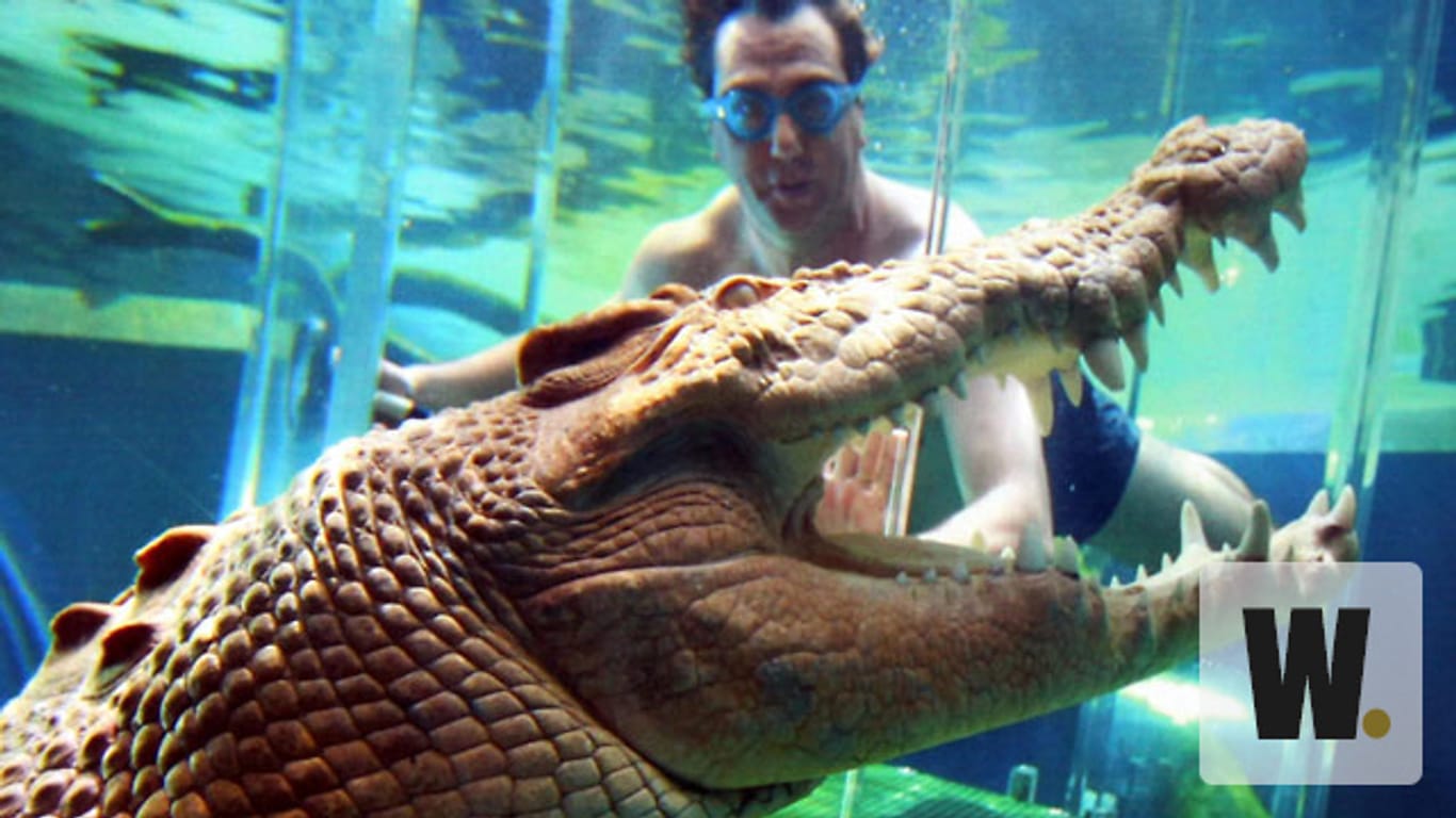 Australiens Krokodile gehören zu den gefährlichsten Tieren der Welt.