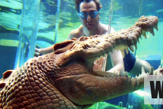 Australiens Krokodile gehören zu den gefährlichsten Tieren der Welt.