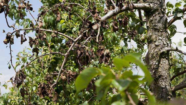 Obstbäume die von Feuerbrand befallen sind, zeigen als Symptom meist Blüten, Blätter und Früchte die vertrocknet oder wie verbrannt aussehen.