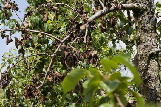 Obstbäume die von Feuerbrand befallen sind, zeigen als Symptom meist Blüten, Blätter und Früchte die vertrocknet oder wie verbrannt aussehen.