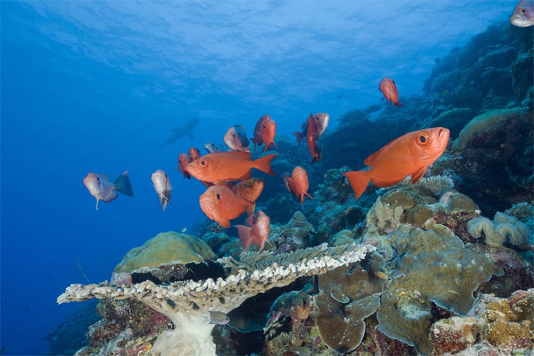 Wer den weiten Weg nach Mikronesien auf sich nimmt, kann die Unterwasserwelt nahe bei "Blue Corner" bestaunen.