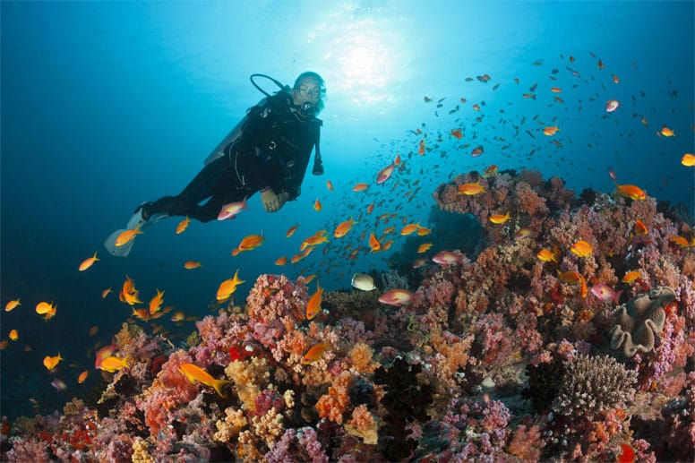 Die Malediven sind der Inbegriff von traumhaften Stränden. Doch auch die Unterwasserwelt ist paradiesisch.