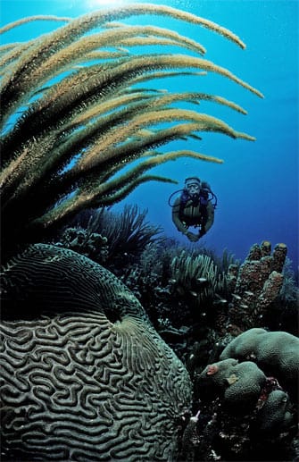 Die meisten Riffs von Bonaire liegen im Strandbereich und sind somit einfach zu erreichen.